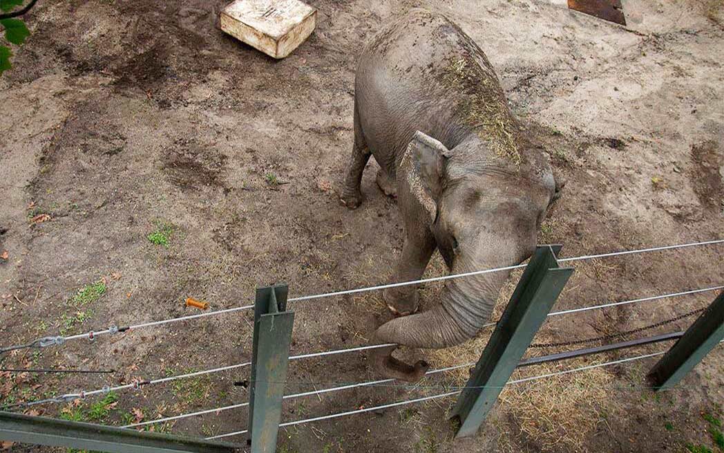 happy-in-enclosure