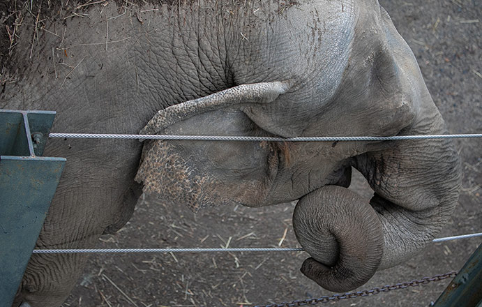 Happy the elephant