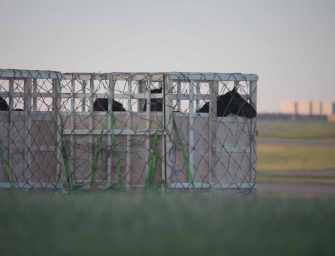 Arrêtons les exportations <br>de chevaux vivants