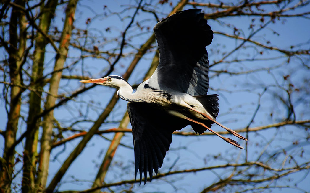 heron-in-flight