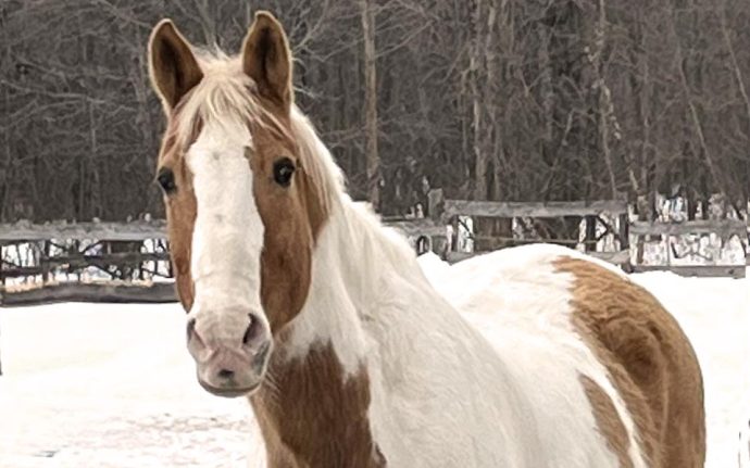Cheval - Horse
