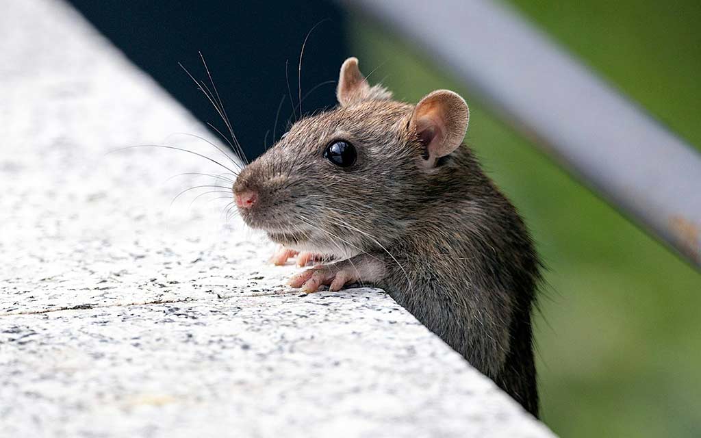 house-mouse_1024