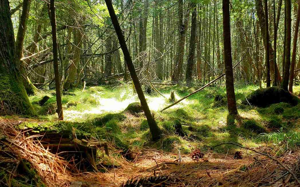 Ile-Molson_1048_westmountmag.ca