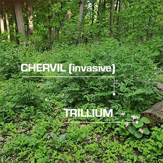 invasives in Summit Woods