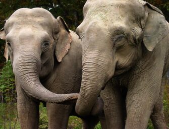 The passing of elephant Shirley: <br>Why her life mattered