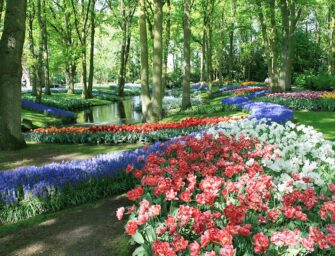 How tulips went from <br>currency to commodity