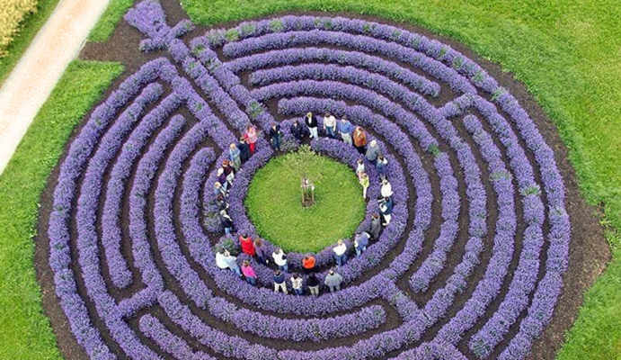 lavender maze