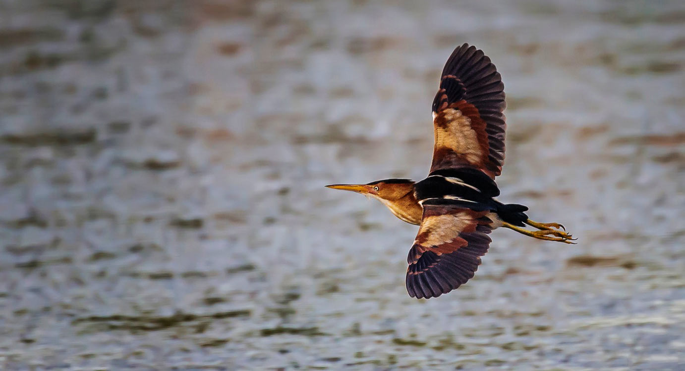 Least bittern