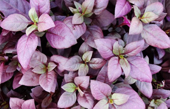 Little Ruby Alternanthera