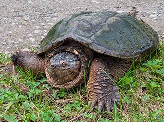 map turtle 