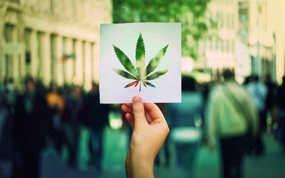 medical-marijuana_westmountmag