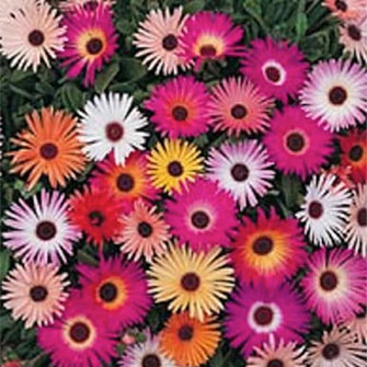 Mesembryanthemum