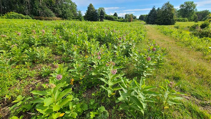 Monarch Fields with Common Milkweed