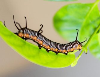 Extinction on My Mind: <br>Transformative surrender