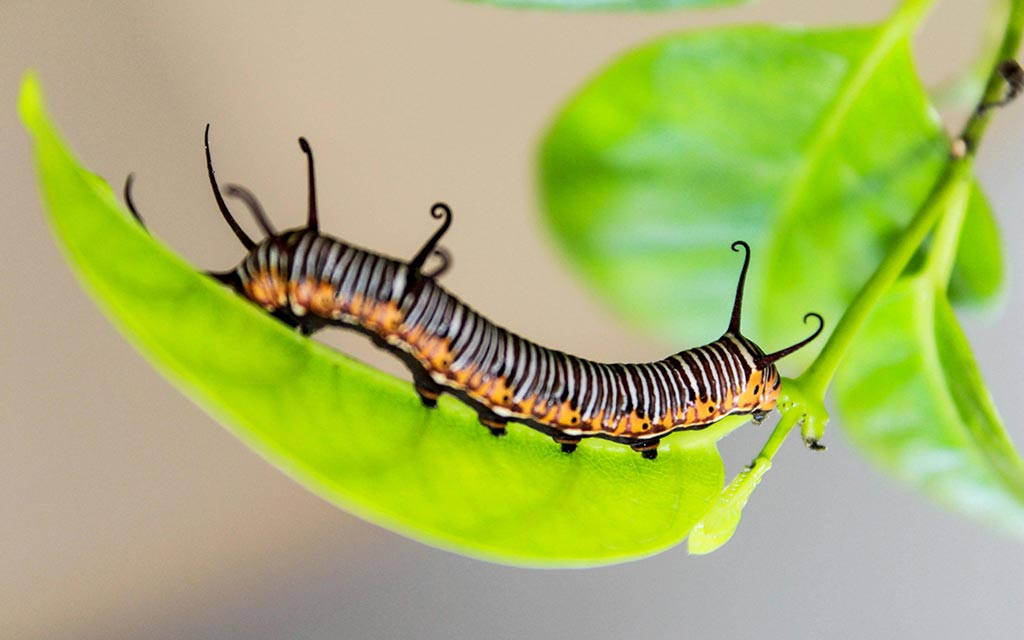 monarch-caterpillar_1024