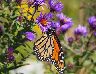 Help scientists monitor <br>biodiversity across Canada