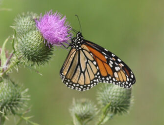 Clifford Lincoln petitions Justin Trudeau to save Monarch Fields