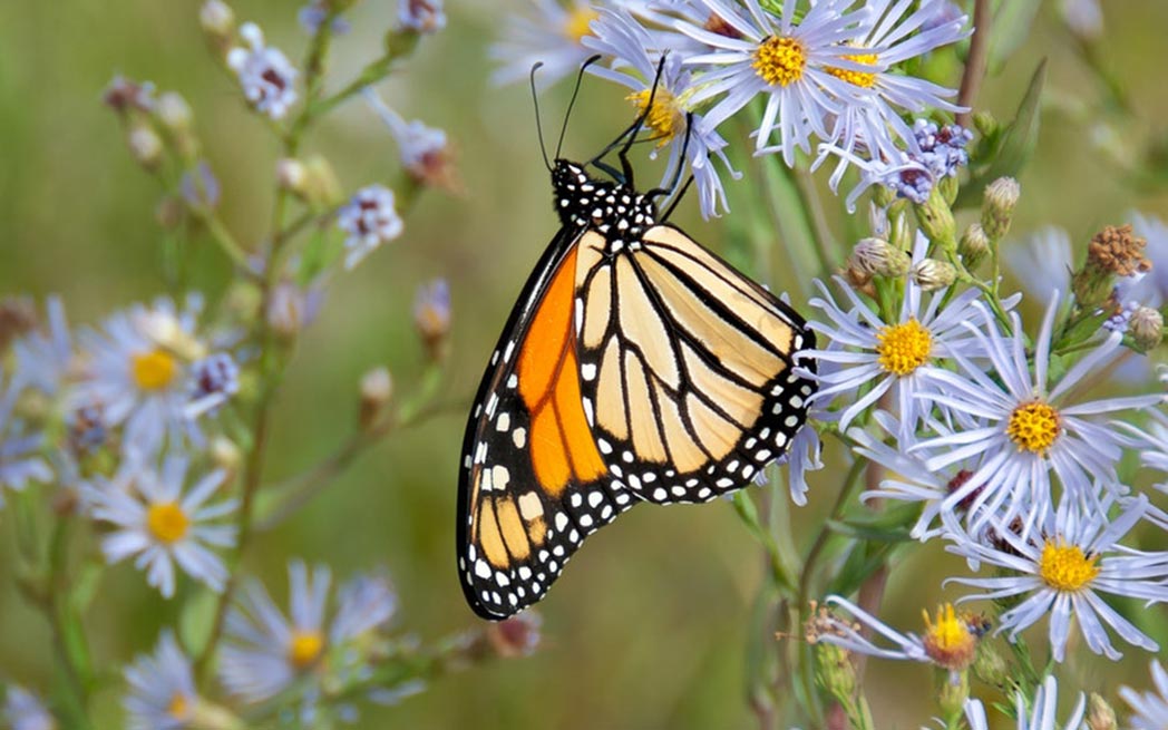 monarch_1048_westmountmag.ca