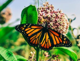 The Monarch Butterfly Fields <br>must be forever protected