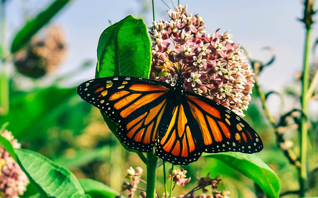 Monarch_papillon_butterfly_westmountmag.ca