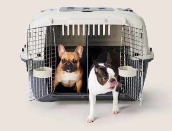 Déménager avec son animal <br>en minimisant le stress