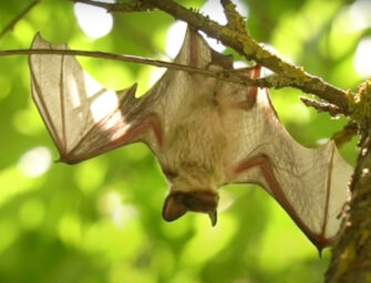 Everything you need <br>to know about bats!