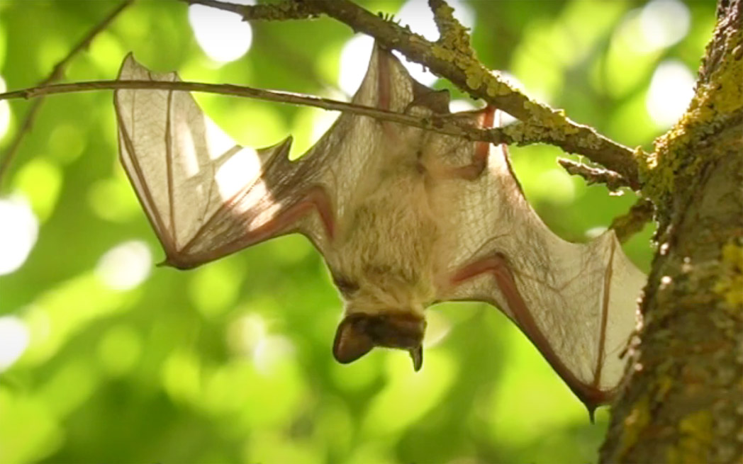 nature-conservancy_bat_1048_westmountmag