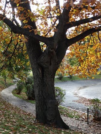 Oak tree by lagoon