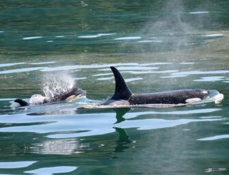 We must do better <br>for all life in our seas