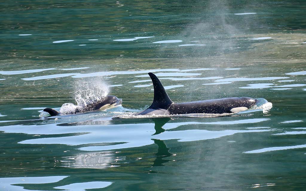 orca-and-calf_1024