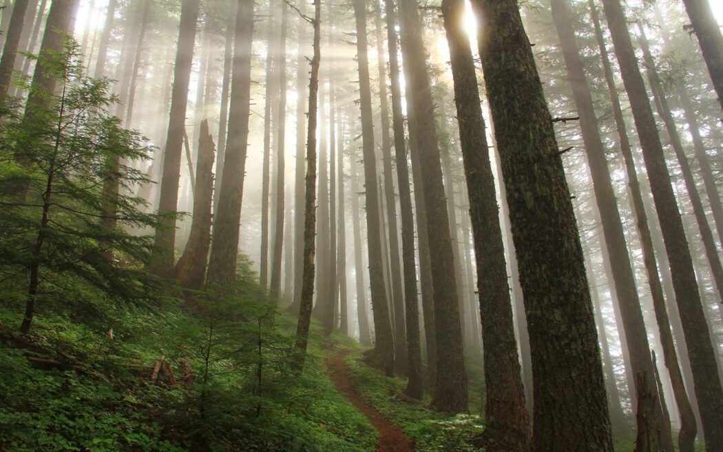 pacific-old-growth-forest_westmountmag