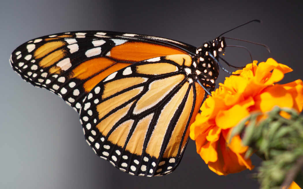 papillon-monarch-butterfly_westmountmag.ca