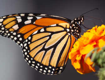 Montreal’s Monarch fields <br>must be preserved
