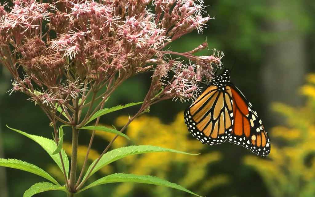 papillon-monarque–andré-philippe-drapeau.picard_1024