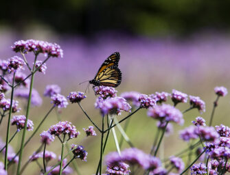 Jardin des pollinisateurs <br>à l’Insectarium de Montréal