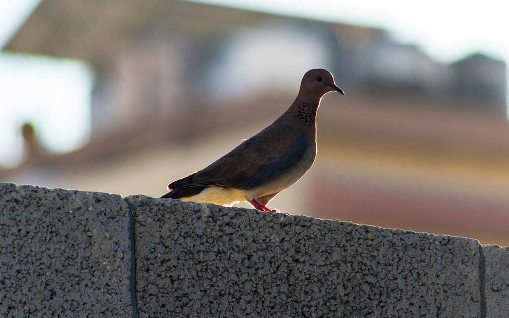 peace-dove-ceasefire_1024