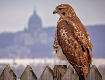 Join the Greater Montreal <br>City Nature Challenge