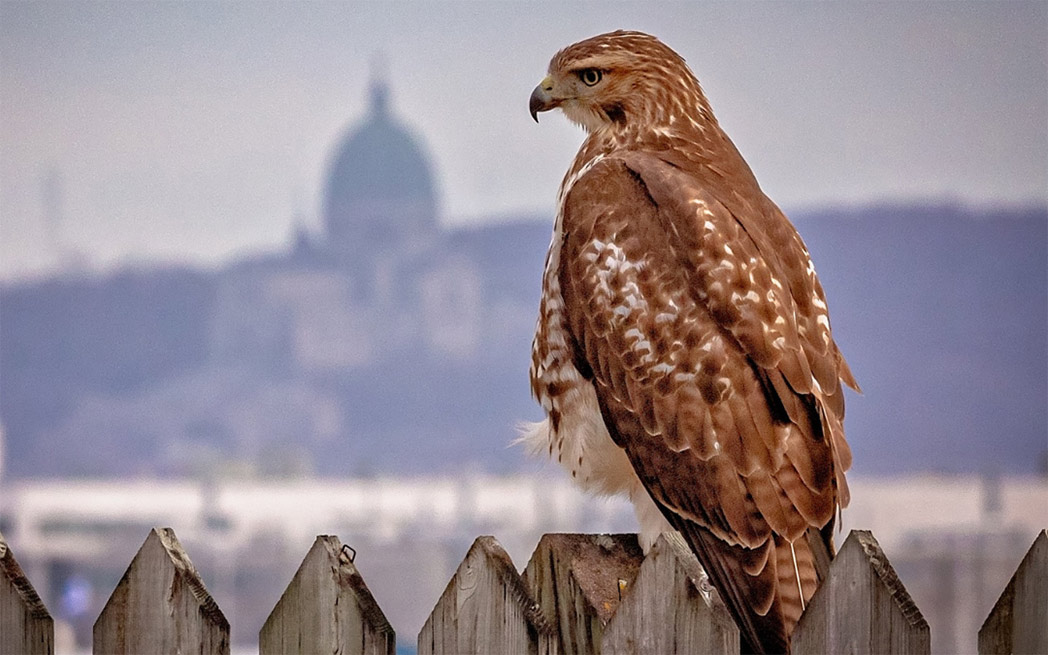 peregrine-falcon