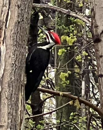 Pileated Woodpecker