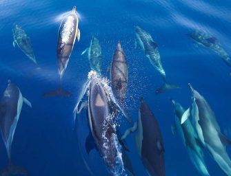 In search of whales <br loading=