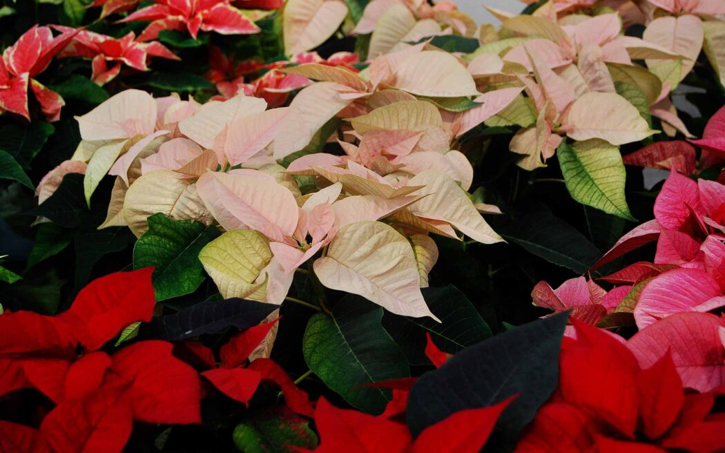 Poinsettia-varieties-2048