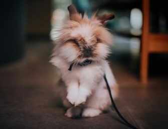 Our Best Friends: <br>Easter hazard awareness