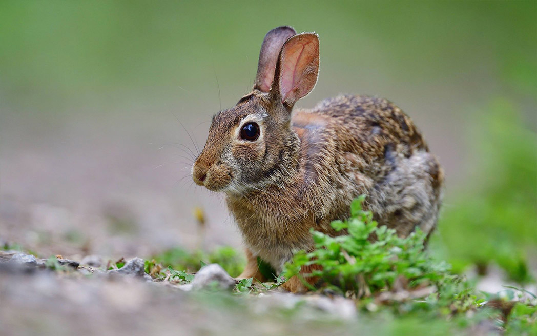 rabbit_westmountmag.ca