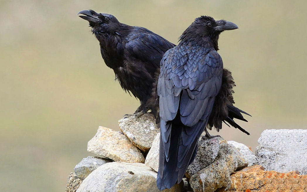ravens_1048_westmountmag.ca
