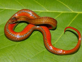 Meet Quebec’s <br>amphibians and reptiles