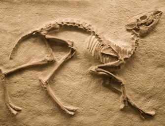 Questioning the ethics <br>of de-extinction