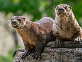 Zoo highlights Quebec’s <br>incredible biodiversity