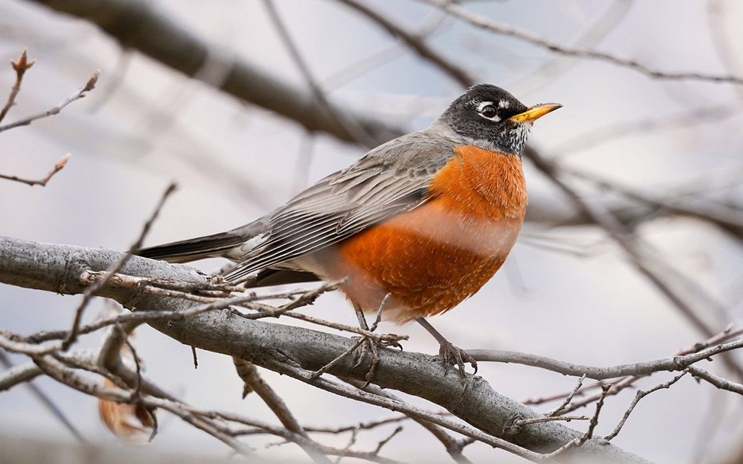 robin-in-tree