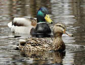 Pincourt invests in nature <br>instead of development
