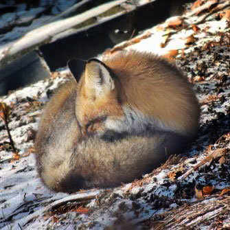 Red Fox